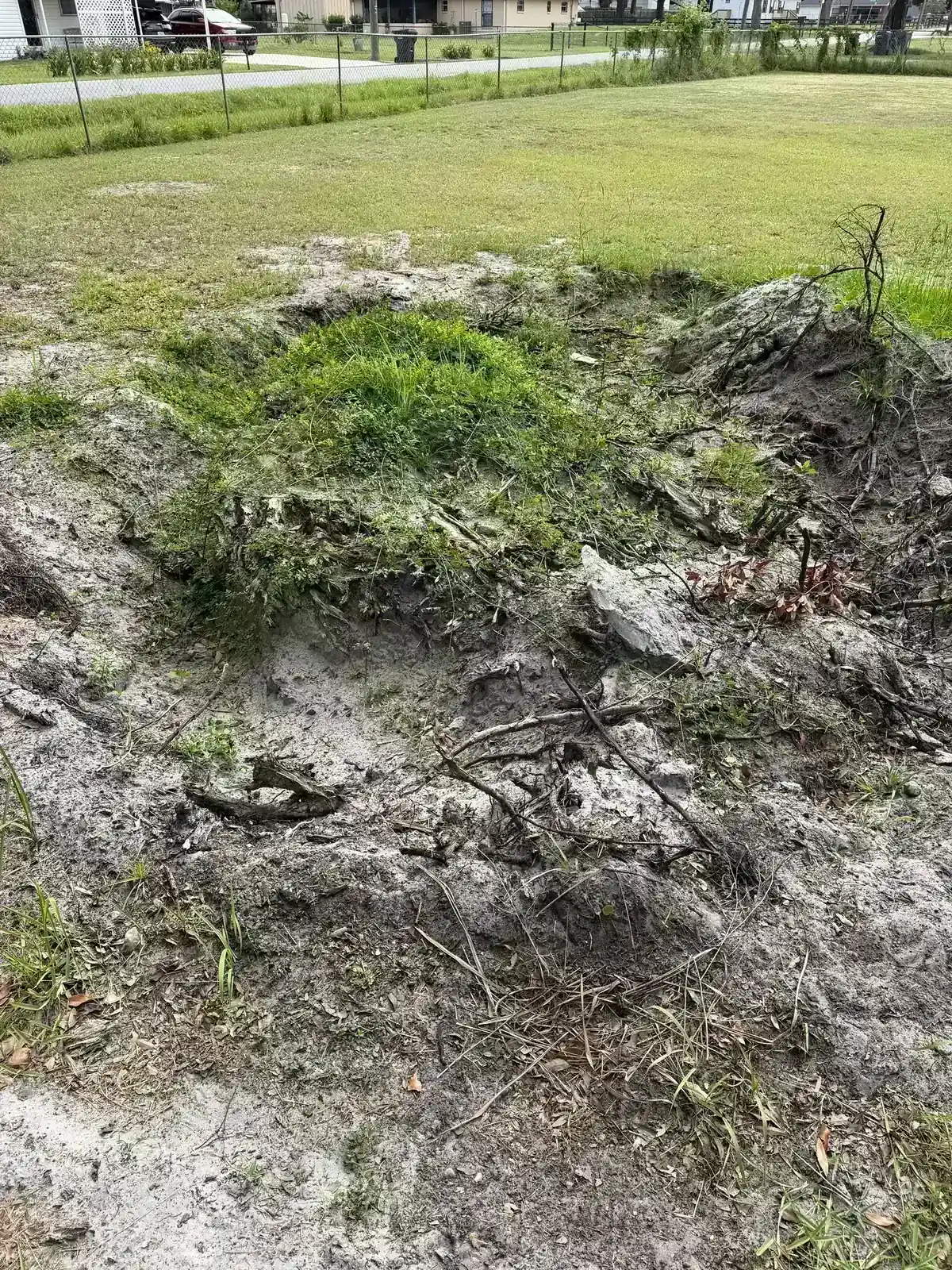 Stump before removal