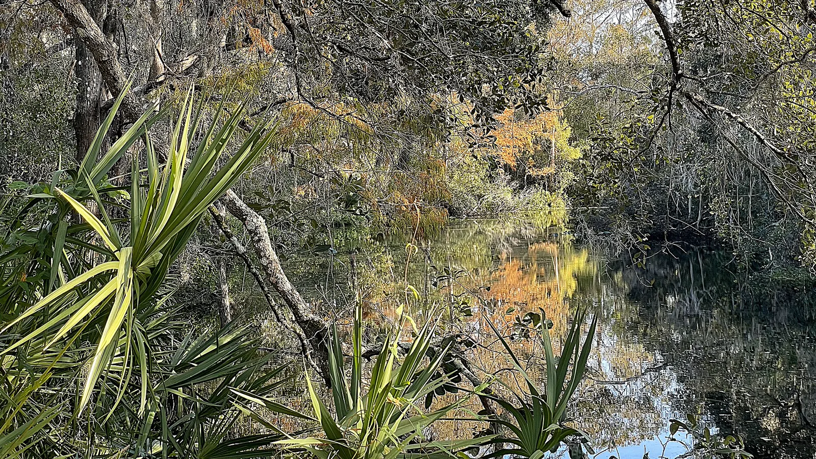 Brooker Creek at John Chesnut Sr. Park, Palm Harbor, Florida