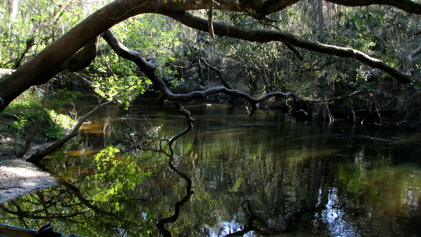 Alafia River near Riverview, Hillsborough County, Florida